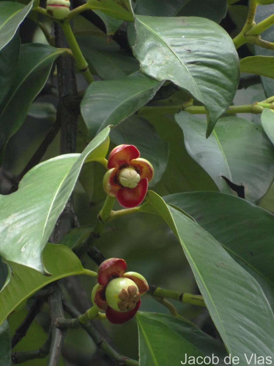 Garcinia mangostana L.